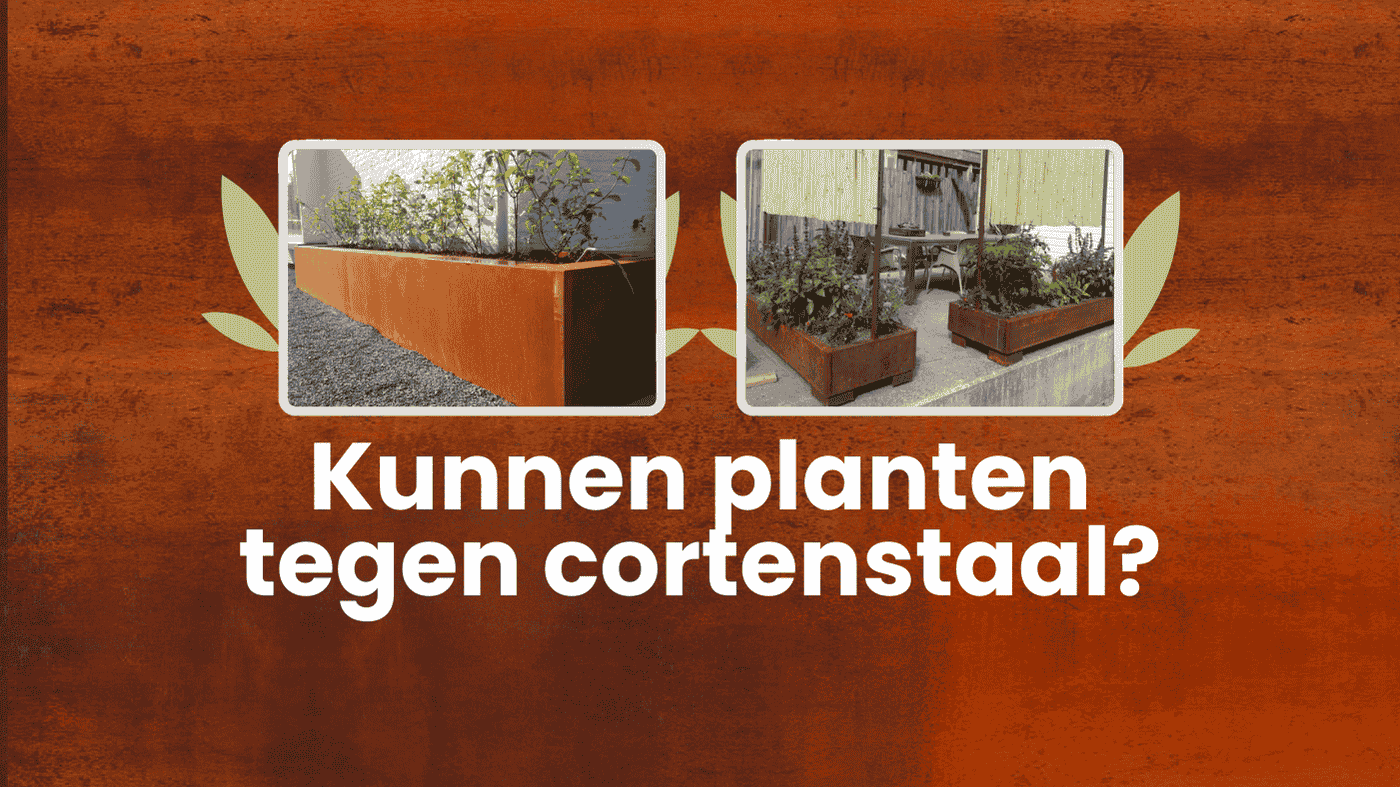 Kunnen planten tegen cortenstaal?